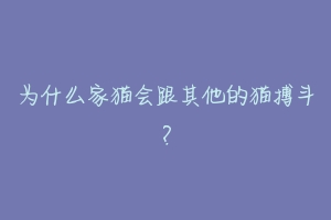 为什么家猫会跟其他的猫搏斗?