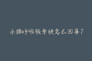 小猫呼吸频率快怎么回事?