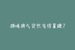 猫咪脾气突然变得暴躁?