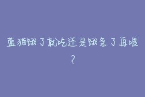 蓝猫饿了就吃还是饿急了再喂?