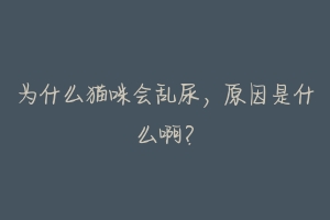 为什么猫咪会乱尿,原因是什么啊?