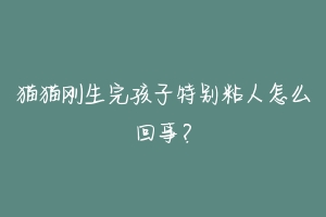 猫猫刚生完孩子特别粘人怎么回事?