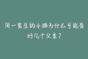 同一窝生的小猫为什么可能有好几个父亲?