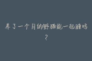 养了一个月的野猫能一起睡吗?