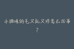 小猫咪的毛又乱又炸怎么回事?