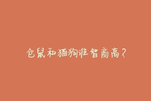 仓鼠和猫狗谁智商高?