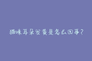 猫咪耳朵发黄是怎么回事?