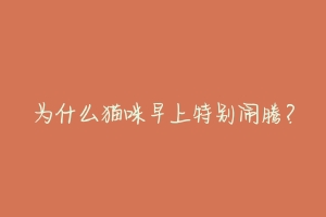 为什么猫咪早上特别闹腾?