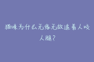 猫咪为什么无缘无故追着人咬人腿?