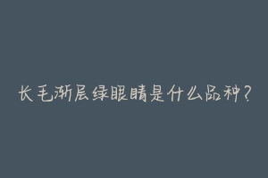 长毛渐层绿眼睛是什么品种?