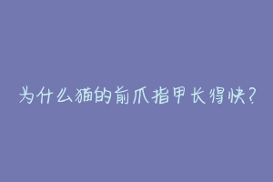 为什么猫的前爪指甲长得快?