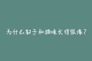 为什么豹子和猫咪长得很像?