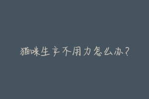 猫咪生产不用力怎么办?