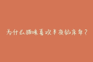 为什么猫咪喜欢半夜钻床单?
