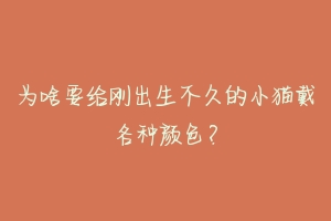 为啥要给刚出生不久的小猫戴各种颜色?