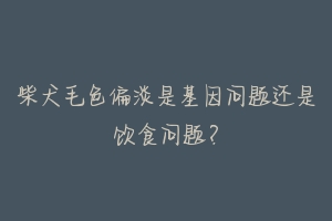 柴犬毛色偏淡是基因问题还是饮食问题?