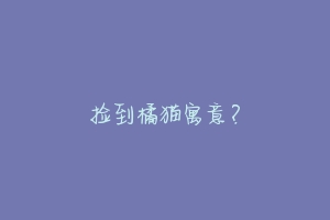 捡到橘猫寓意?