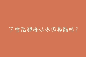 下雪后猫咪认识回家路吗?