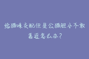 给猫咪交配但是公猫胆小不敢靠近怎么办?