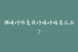 猫咪呼吸急促呼哧呼哧怎么办?