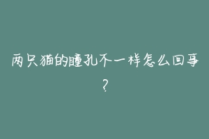 两只猫的瞳孔不一样怎么回事?