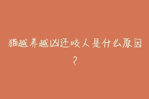 猫越养越凶还咬人是什么原因?