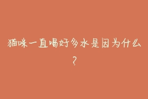猫咪一直喝好多水是因为什么?