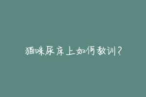 猫咪尿床上如何教训?