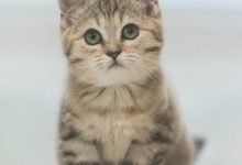 喜欢揍猫什么心理?