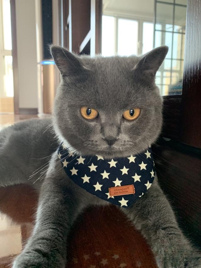 猫猫喜欢爬上床来睡觉,有什么办法阻止?
