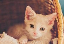 猫咪关起来了怎么不叫了？