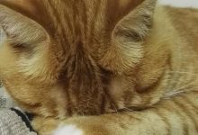 猫咪张嘴什么意思?