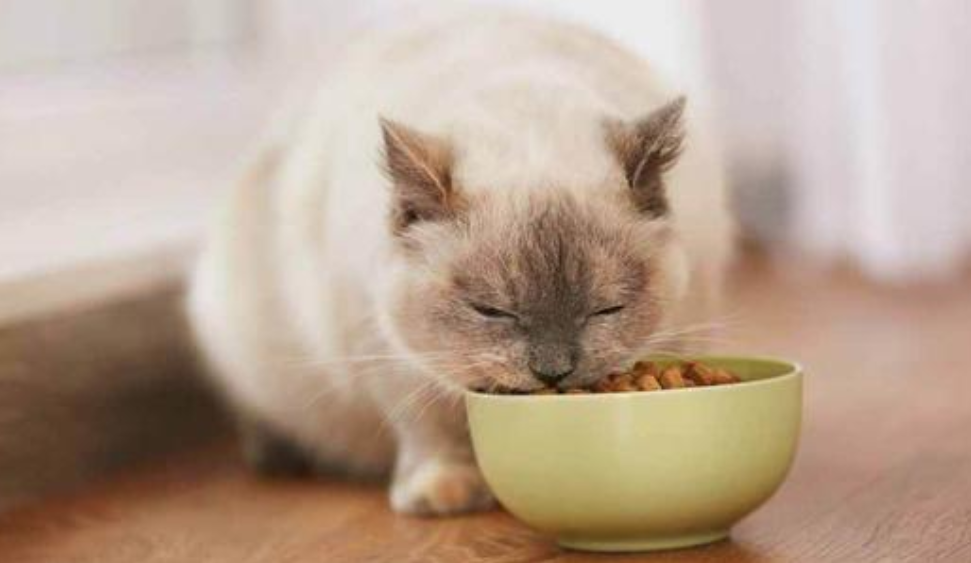 猫咪怎么增肥?