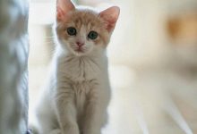 有人成功解决猫踩屎的问题了么？