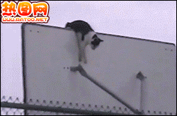 猫为什么没有被完全驯化？