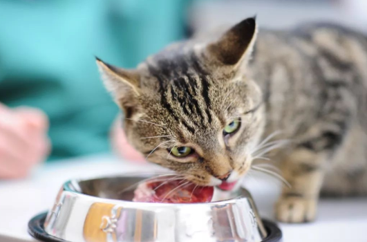 如何让猫快速长胖?