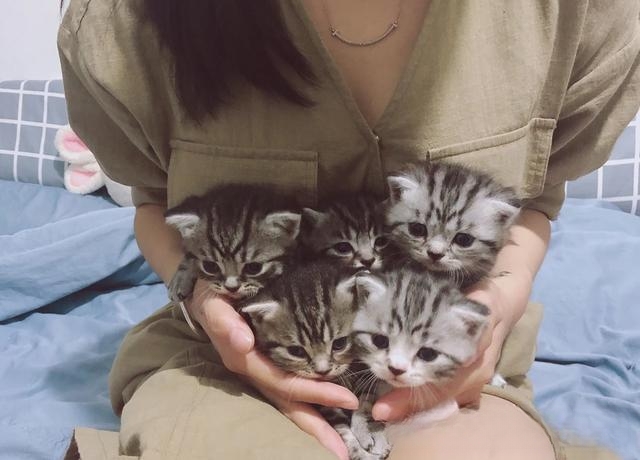 公猫离家出走后还会回来吗?
