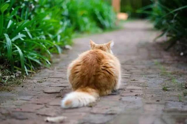 猫咪怀孕后有哪些变化?-动物百科