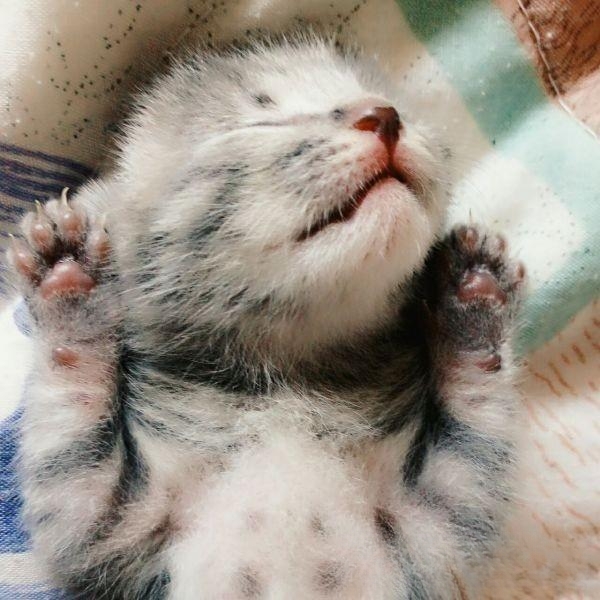 为什么摸蓝猫头就咬人?