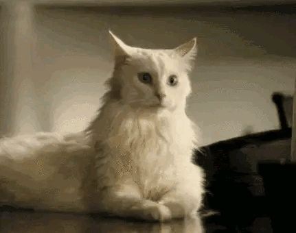 猫咪洗耳朵的正确方法?
