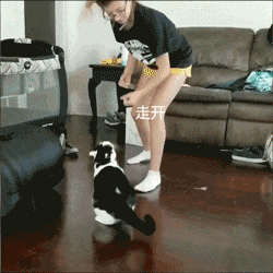猫为什么没有被完全驯化？