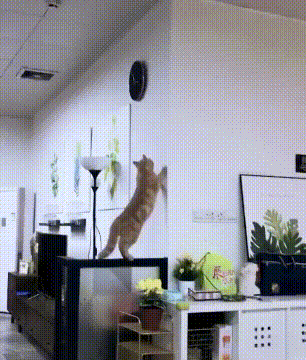 猫为什么没有被完全驯化？