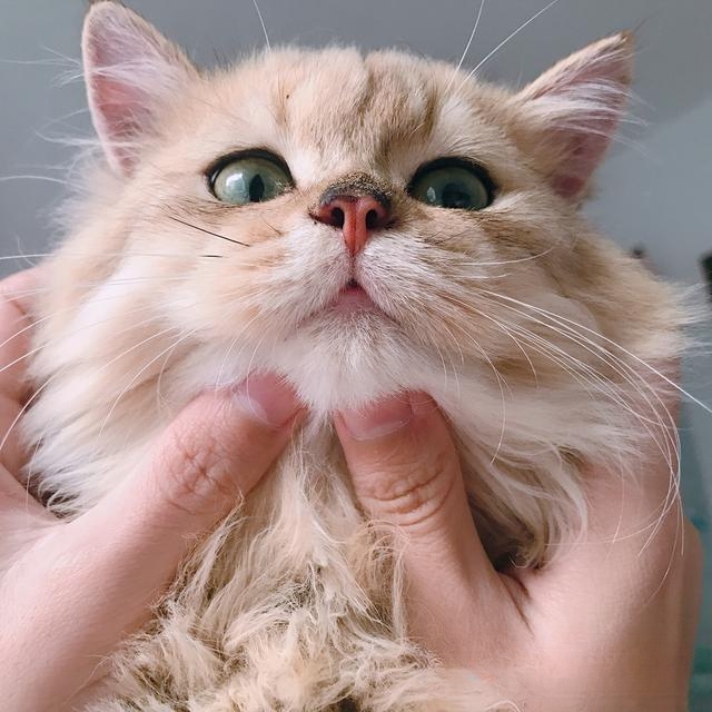 小猫低血糖怎么办吃什么?