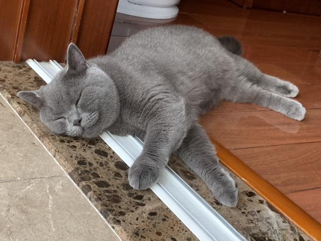 猫猫喜欢爬上床来睡觉,有什么办法阻止?