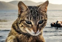 为什么大猫吃得比小猫少？