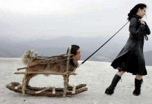 猫咪支原体感染是什么意思?