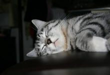 怎样下载安装会学人说话的汤姆猫?