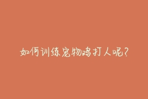 如何训练宠物鸡打人呢?