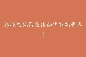 边牧生完后应该如何补充营养?