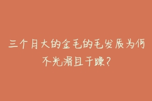 三个月大的金毛的毛发质为何不光滑且干躁?